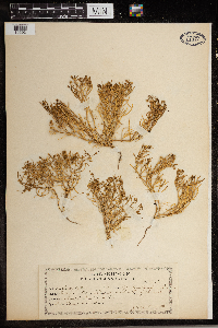 Image of Spergularia canadensis