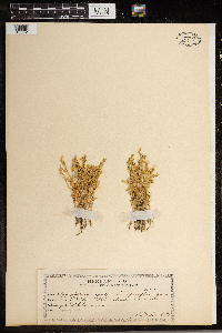 Image of Spergularia sparsiflora
