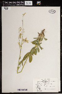 Silene csereii image