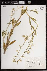 Silene dichotoma image