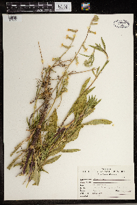 Silene dichotoma image