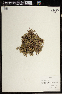 Silene acaulis image