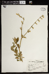 Silene dichotoma image