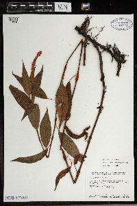 Persicaria amphibia image