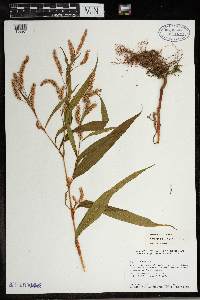 Persicaria lapathifolia image