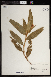 Persicaria amphibia image