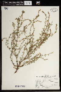 Polygonum aviculare image