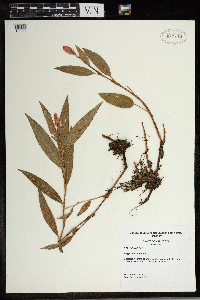 Persicaria amphibia image