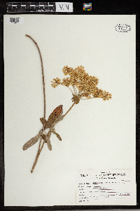 Eriogonum heracleoides image