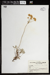 Eriogonum heracleoides image