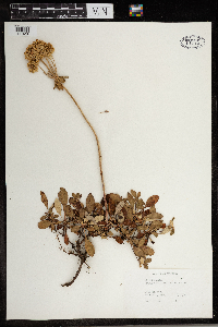 Eriogonum heracleoides image