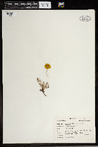 Eriogonum flavum image