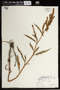 Rumex occidentalis image