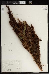 Rumex mexicanus image