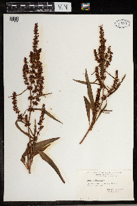 Rumex occidentalis image