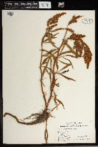 Rumex occidentalis image