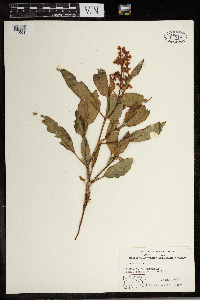 Rumex venosus image