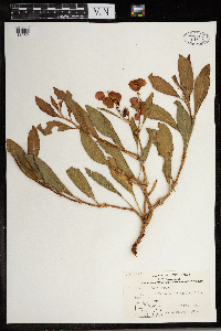 Rumex venosus image