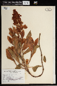 Rumex venosus image