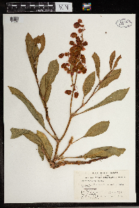 Rumex venosus image