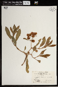 Rumex venosus image