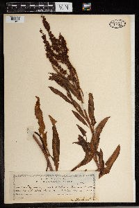 Rumex mexicanus image