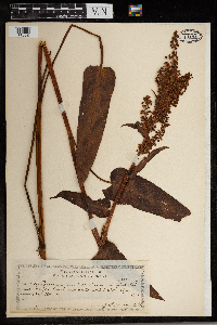 Rumex occidentalis image