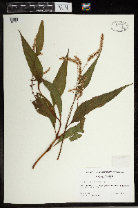 Persicaria lapathifolia image