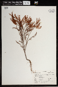 Polygonum ramosissimum subsp. prolificum image