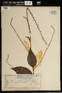 Persicaria virginiana image