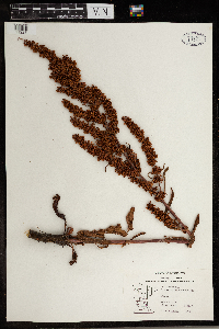 Rumex mexicanus image