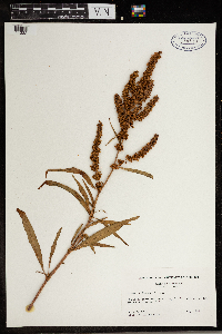 Rumex mexicanus image