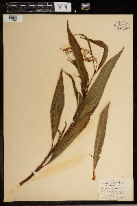 Persicaria lapathifolia image