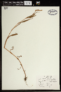 Persicaria lapathifolia image