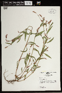 Persicaria lapathifolia image