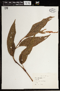 Persicaria amphibia image