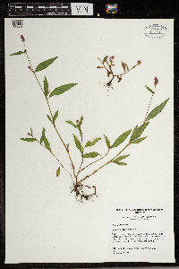 Persicaria pensylvanica image