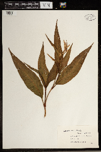 Persicaria pensylvanica image