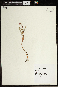 Persicaria pensylvanica image