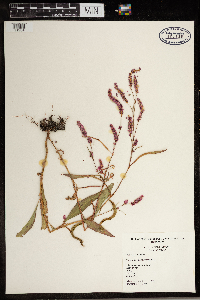 Persicaria pensylvanica image