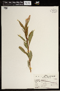 Persicaria pensylvanica image