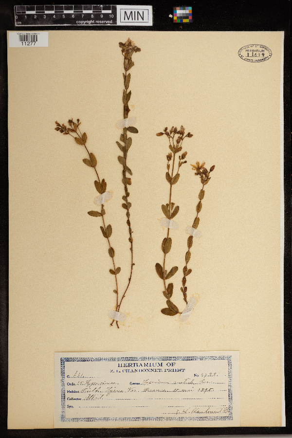 Hypericum australe image