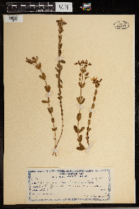 Image of Hypericum australe