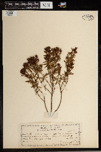 Hypericum densiflorum image