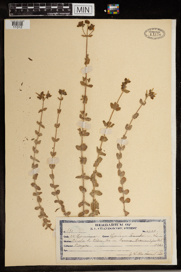 Hypericum tomentosum image