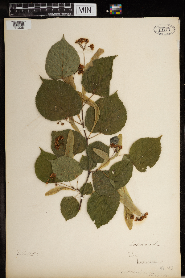 Tilia americana image