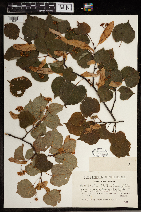 Tilia cordata image