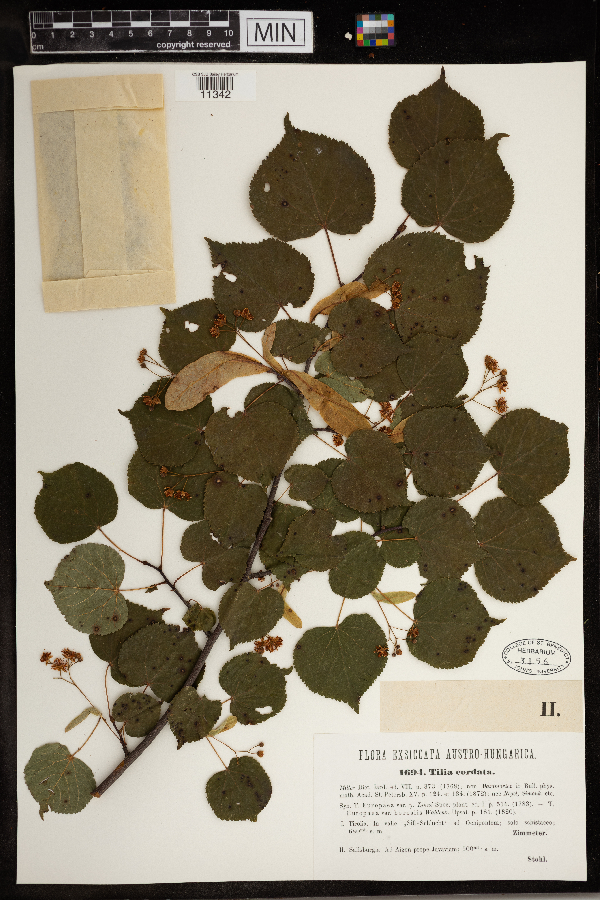 Tilia cordata image