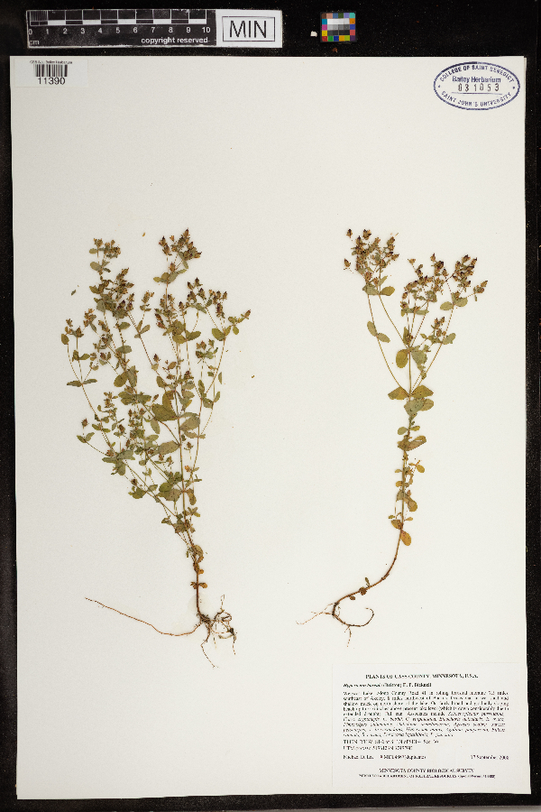 Hypericum boreale image