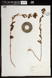 Hypericum maculatum image